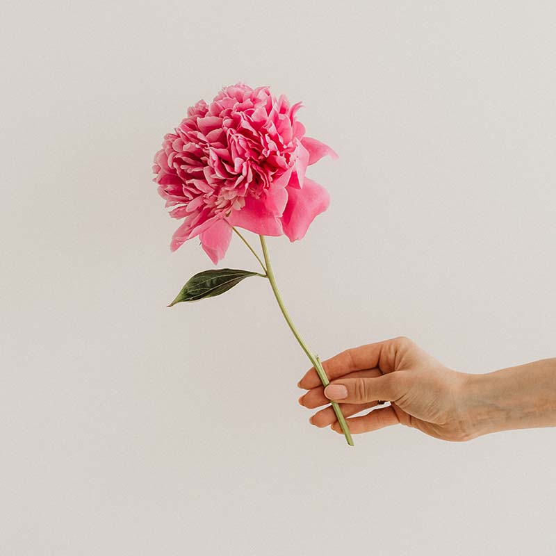 kaboompics blooming summer a floral backgrounds collection 31863